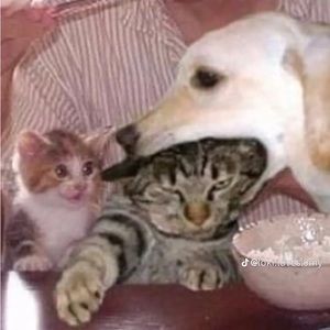 Meet your Posher, Suzanne